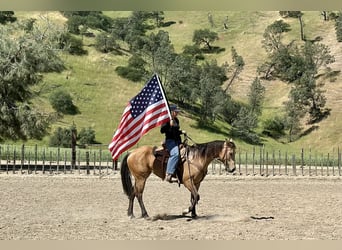 Caballo cuarto de milla, Yegua, 4 años, 147 cm, Buckskin/Bayo