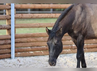 Caballo cuarto de milla, Yegua, 4 años, 147 cm, Grullo