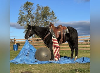 Caballo cuarto de milla, Yegua, 4 años, 147 cm, Negro