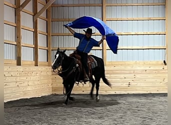 Caballo cuarto de milla, Yegua, 4 años, 147 cm, Negro