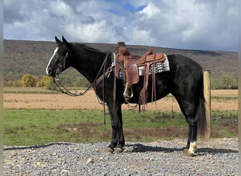 Caballo cuarto de milla, Yegua, 4 años, 147 cm, Negro