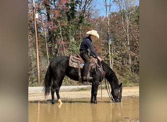 Caballo cuarto de milla, Yegua, 4 años, 147 cm, Negro