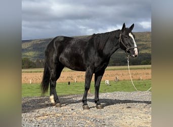 Caballo cuarto de milla, Yegua, 4 años, 147 cm, Negro