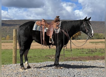 Caballo cuarto de milla, Yegua, 4 años, 147 cm, Negro