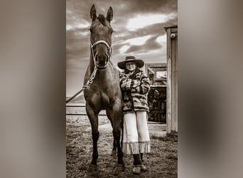 Caballo cuarto de milla, Yegua, 4 años, 147 cm