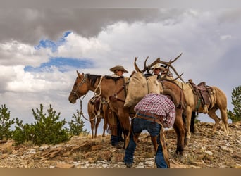 Caballo cuarto de milla, Yegua, 4 años, 147 cm