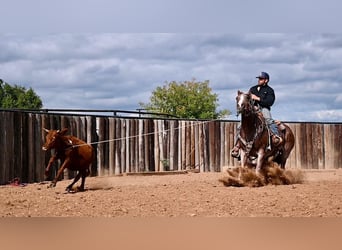 Caballo cuarto de milla, Yegua, 4 años, 147 cm, Ruano alazán