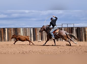 Caballo cuarto de milla, Yegua, 4 años, 147 cm, Ruano alazán