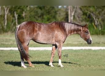 Caballo cuarto de milla, Yegua, 4 años, 147 cm, Ruano alazán