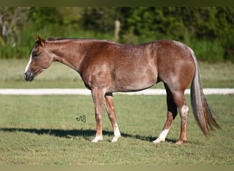 Caballo cuarto de milla, Yegua, 4 años, 147 cm, Ruano alazán