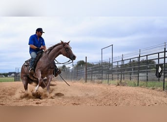 Caballo cuarto de milla, Yegua, 4 años, 147 cm, Ruano alazán