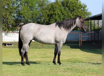 Caballo cuarto de milla, Yegua, 4 años, 147 cm, Ruano azulado