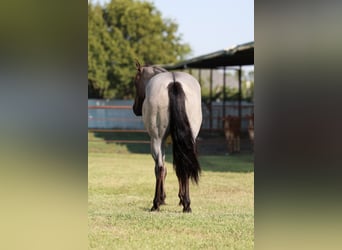 Caballo cuarto de milla, Yegua, 4 años, 147 cm, Ruano azulado