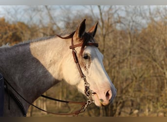 Caballo cuarto de milla, Yegua, 4 años, 147 cm, Sabino