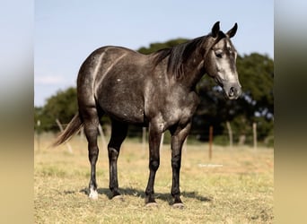 Caballo cuarto de milla, Yegua, 4 años, 147 cm, Tordo