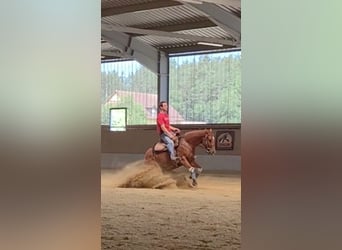 Caballo cuarto de milla, Yegua, 4 años, 148 cm, Alazán