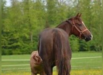 Caballo cuarto de milla, Yegua, 4 años, 148 cm, Alazán-tostado