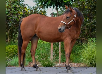 Caballo cuarto de milla, Yegua, 4 años, 148 cm, Castaño