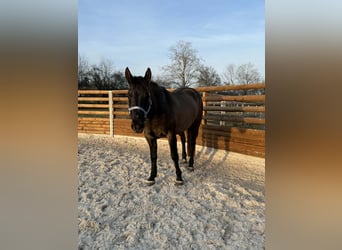 Caballo cuarto de milla, Yegua, 4 años, 148 cm, Grullo