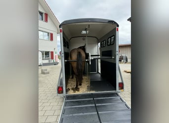 Caballo cuarto de milla, Yegua, 4 años, 148 cm, Grullo