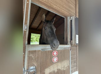 Caballo cuarto de milla, Yegua, 4 años, 148 cm, Grullo