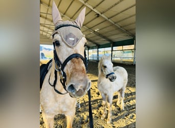 Caballo cuarto de milla, Yegua, 4 años, 148 cm, Palomino