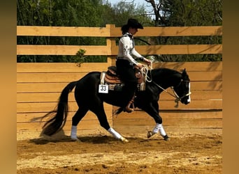 Caballo cuarto de milla, Yegua, 4 años, 149 cm, Negro