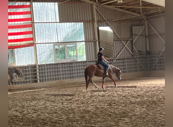 Caballo cuarto de milla, Yegua, 4 años, 150 cm, Alazán