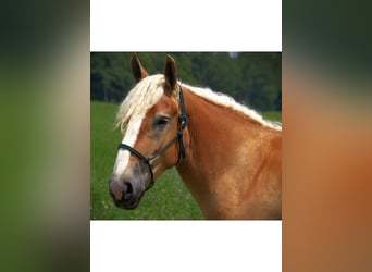 Caballo cuarto de milla, Yegua, 4 años, 150 cm, Alazán-tostado