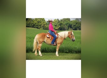 Caballo cuarto de milla, Yegua, 4 años, 150 cm, Alazán-tostado