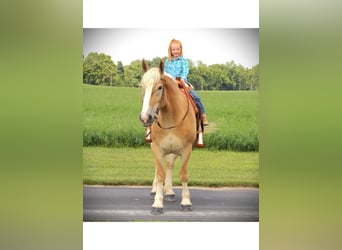 Caballo cuarto de milla, Yegua, 4 años, 150 cm, Alazán-tostado