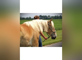 Caballo cuarto de milla, Yegua, 4 años, 150 cm, Alazán-tostado