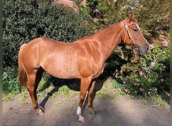 Caballo cuarto de milla, Yegua, 4 años, 150 cm, Alazán