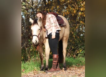 Caballo cuarto de milla Mestizo, Yegua, 4 años, 150 cm, Bayo