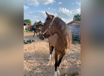 Caballo cuarto de milla, Yegua, 4 años, 150 cm, Bayo