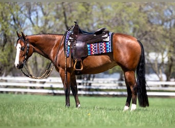 Caballo cuarto de milla, Yegua, 4 años, 150 cm, Castaño rojizo