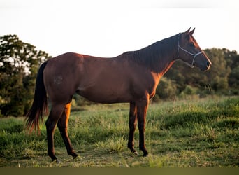 Caballo cuarto de milla, Yegua, 4 años, 150 cm, Castaño rojizo