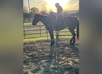 Caballo cuarto de milla, Yegua, 4 años, 150 cm, Castaño rojizo