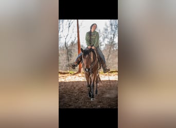 Caballo cuarto de milla, Yegua, 4 años, 150 cm, Castaño rojizo