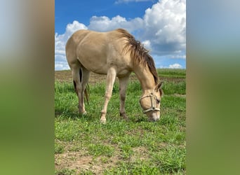 Caballo cuarto de milla, Yegua, 4 años, 150 cm, Champán