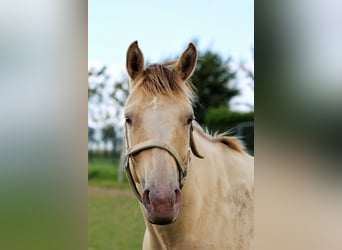 Caballo cuarto de milla, Yegua, 4 años, 150 cm, Champán