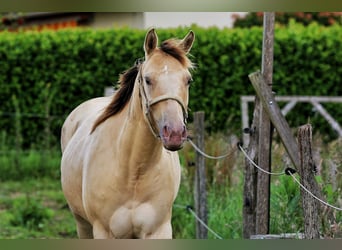 Caballo cuarto de milla, Yegua, 4 años, 150 cm, Champán