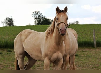 Caballo cuarto de milla, Yegua, 4 años, 150 cm, Champán