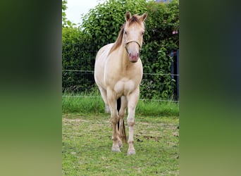 Caballo cuarto de milla, Yegua, 4 años, 150 cm, Champán