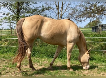 Caballo cuarto de milla, Yegua, 4 años, 150 cm, Champán