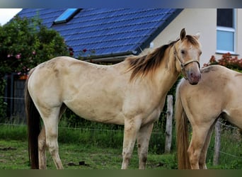 Caballo cuarto de milla, Yegua, 4 años, 150 cm, Champán