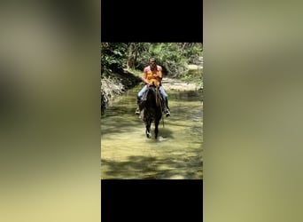 Caballo cuarto de milla, Yegua, 4 años, 150 cm, Negro