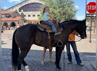 Caballo cuarto de milla, Yegua, 4 años, 150 cm, Negro