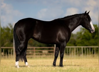 Caballo cuarto de milla, Yegua, 4 años, 150 cm, Negro