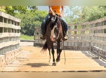 Caballo cuarto de milla, Yegua, 4 años, 150 cm, Negro